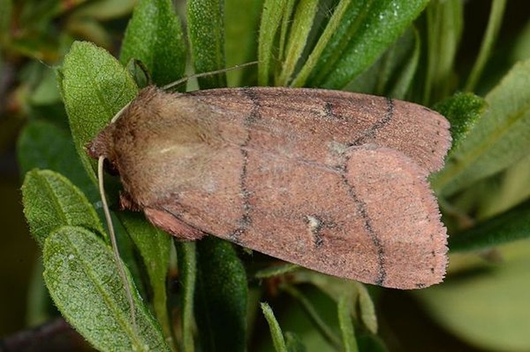 Mythimna turca © <table style="width:100%; border:1px solid #aaa; background:#efd; text-align:center"><tbody><tr>
<td>
<a href="//commons.wikimedia.org/wiki/File:Aspitates_ochrearia.jpg" class="image"><img alt="Aspitates ochrearia.jpg" src="https://upload.wikimedia.org/wikipedia/commons/thumb/b/bc/Aspitates_ochrearia.jpg/55px-Aspitates_ochrearia.jpg" decoding="async" width="55" height="41" srcset="https://upload.wikimedia.org/wikipedia/commons/thumb/b/bc/Aspitates_ochrearia.jpg/83px-Aspitates_ochrearia.jpg 1.5x, https://upload.wikimedia.org/wikipedia/commons/thumb/b/bc/Aspitates_ochrearia.jpg/110px-Aspitates_ochrearia.jpg 2x" data-file-width="800" data-file-height="600"></a>
</td>
<td>This image is created by user <a rel="nofollow" class="external text" href="http://waarneming.nl/user/photos/16108">Ernest van Asseldonk</a> at <a rel="nofollow" class="external text" href="http://waarneming.nl/">waarneming.nl</a>, a source of nature observations in the Netherlands.
</td>
</tr></tbody></table>