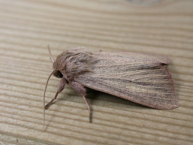 Mythimna pudorina &copy; <a rel="nofollow" class="external text" href="https://www.flickr.com/people/25401497@N02">Donald Hobern</a> from Canberra, Australia