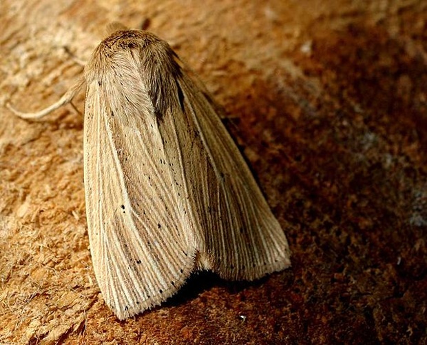 Mythimna impura &copy; 