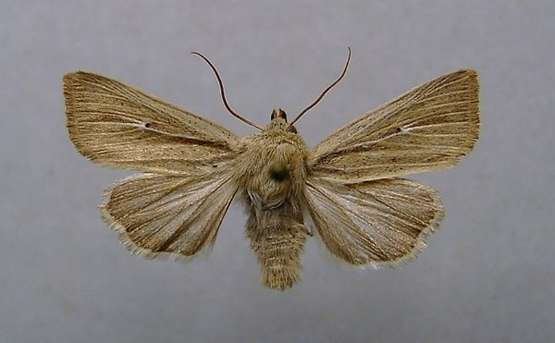 Mythimna sicula © <a href="//commons.wikimedia.org/wiki/User:Dumi" title="User:Dumi">Dumi</a>