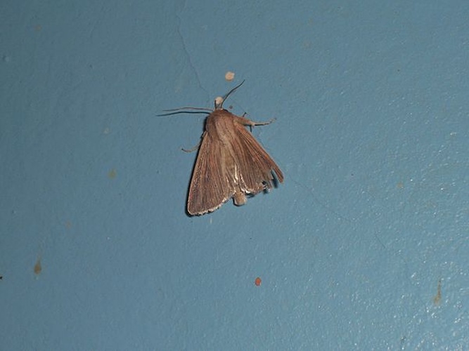 Mythimna congrua &copy; <a href="//commons.wikimedia.org/w/index.php?title=User:Traubenberger&amp;action=edit&amp;redlink=1" class="new" title="User:Traubenberger (page does not exist)">Traubenberger</a>