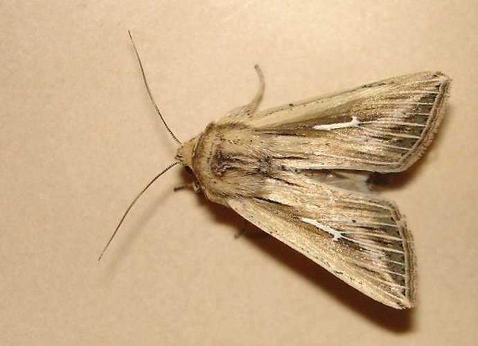 Mythimna l-album © <a href="//commons.wikimedia.org/wiki/User:Tlus%C5%A5a" title="User:Tlusťa">Tlusťa</a>