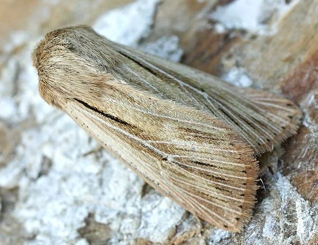 Shoulder-striped Wainscot © 
