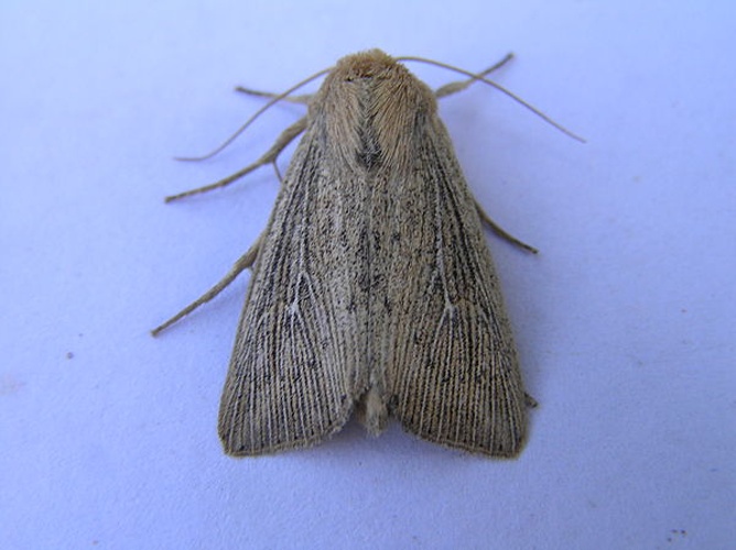 Leucania obsoleta &copy; <a href="//commons.wikimedia.org/wiki/User:Fvlamoen" class="mw-redirect" title="User:Fvlamoen">Fvlamoen</a>