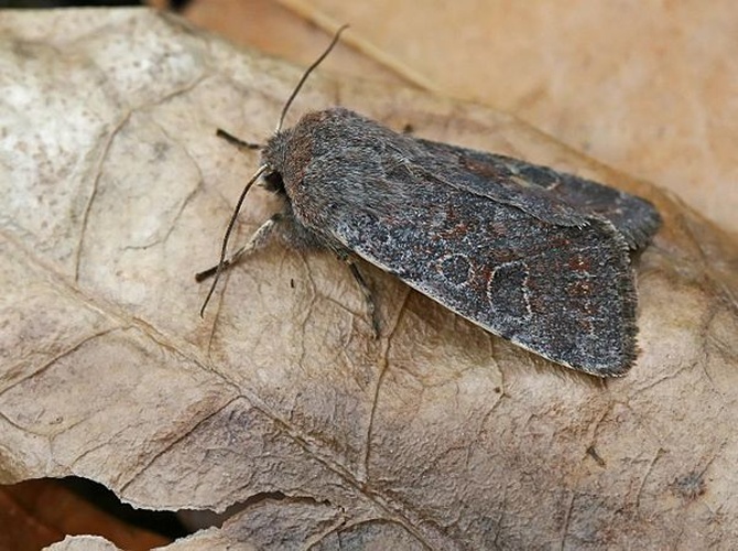 Orthosia populeti &copy; (c)Entomart