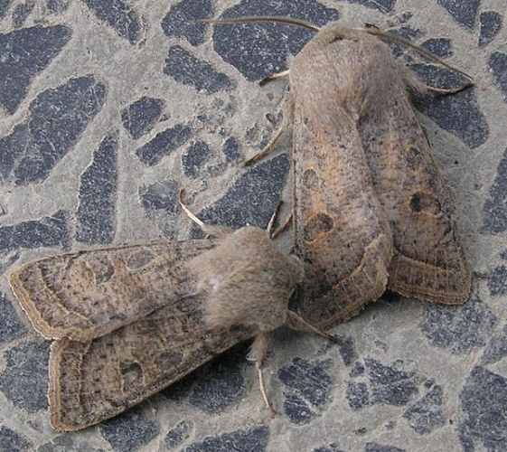 Orthosia gracilis &copy; Janne Rainio