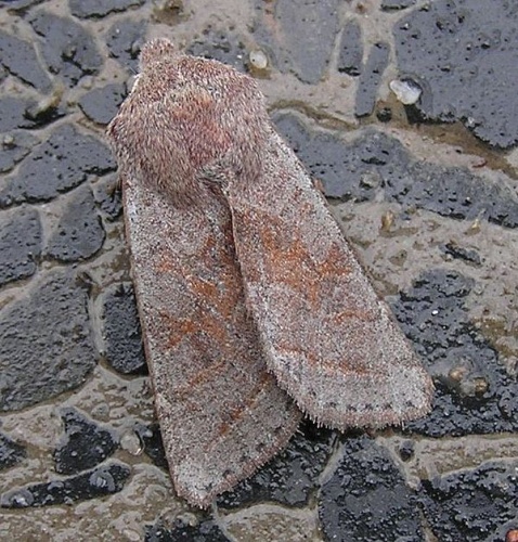 Orthosia opima &copy; Janne Rainio