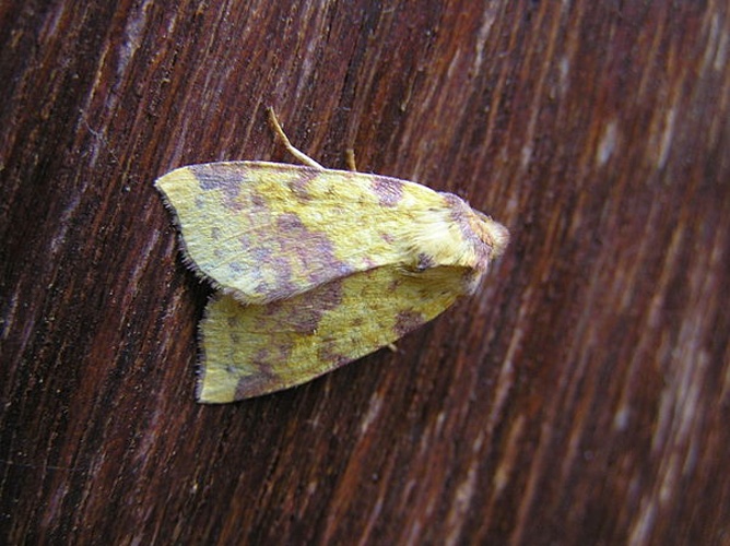 Xanthia togata &copy; <a href="//commons.wikimedia.org/wiki/User:Fvlamoen" class="mw-redirect" title="User:Fvlamoen">Fvlamoen</a>