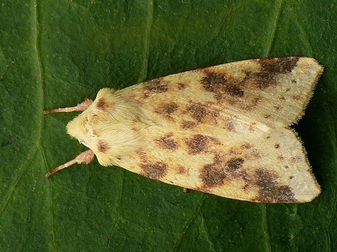 Xanthia icteritia &copy; <a rel="nofollow" class="external text" href="https://www.biolib.cz/en/person/id2823/">František ŠARŽÍK</a>