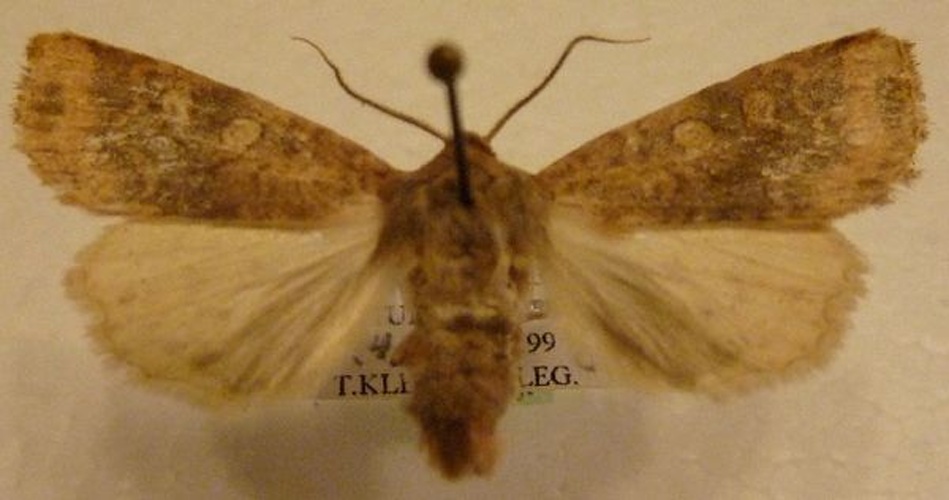 Xanthia gilvago © Marko Mutanen, University of Oulu