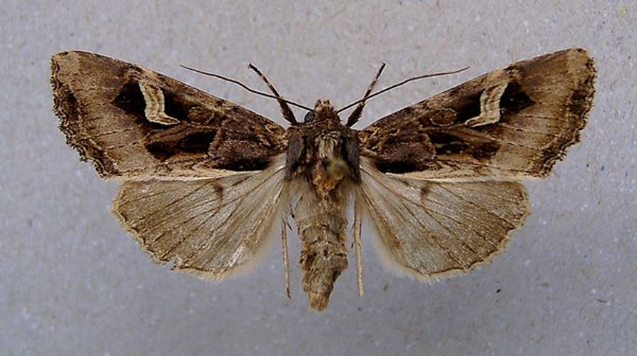 Flame Brocade &copy; <a href="//commons.wikimedia.org/wiki/User:Dumi" title="User:Dumi">Dumi</a>