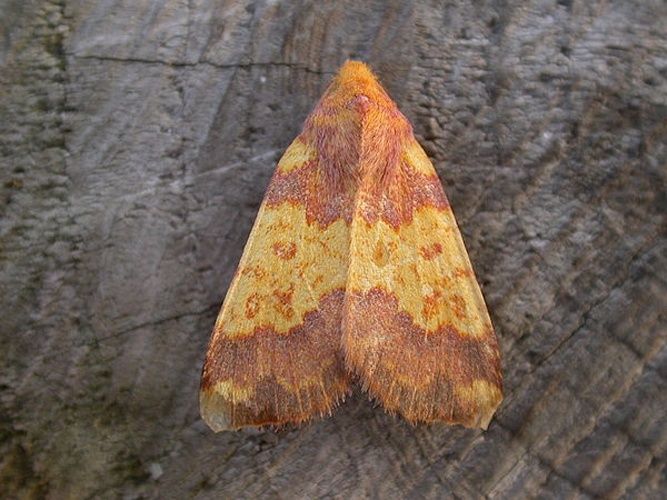 Tiliacea aurago &copy; <a rel="nofollow" class="external text" href="https://www.flickr.com/photos/25401497@N02">Donald Hobern</a>