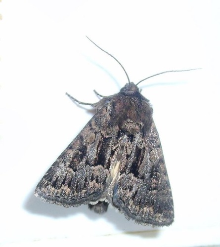 Mniotype adusta &copy; <a rel="nofollow" class="external text" href="https://www.flickr.com/photos/25258702@N04">Mick Talbot</a>