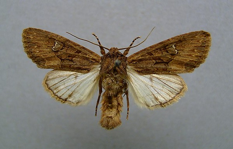 Mniotype solieri © <a href="//commons.wikimedia.org/wiki/User:Dumi" title="User:Dumi">Dumi</a>