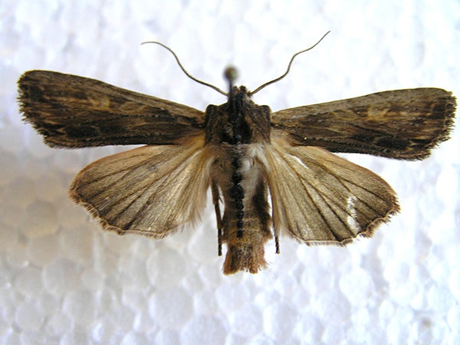 Lithophane semibrunnea © <a href="//commons.wikimedia.org/wiki/User:Lymantria" title="User:Lymantria">Lymantria</a>