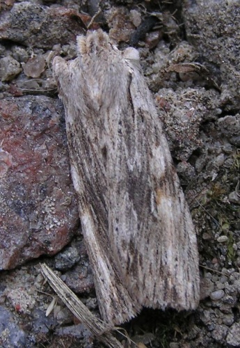 Lithophane socia &copy; Janne Rainio