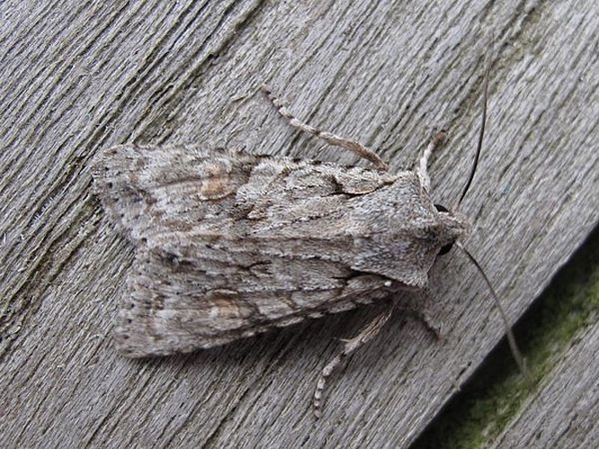 Lithophane ornitopus © <a rel="nofollow" class="external text" href="https://www.google.com/profiles/dieder.plu">Dieder Plu</a>