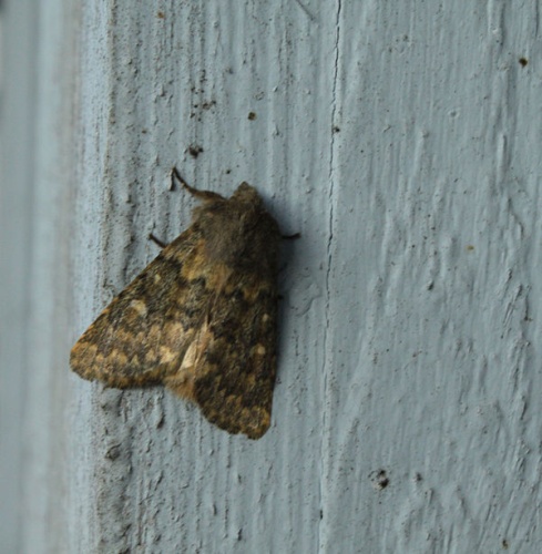 Dasypolia templi &copy; <a href="//commons.wikimedia.org/wiki/User:QWerk" title="User:QWerk">QWerk</a>