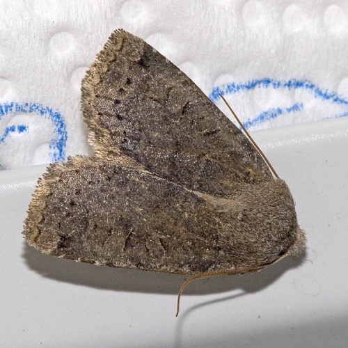 Conistra ligula © <a href="//commons.wikimedia.org/wiki/User:Olei" title="User:Olei">Olei</a>