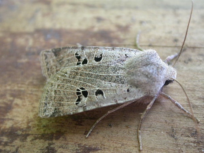 Conistra rubiginosa © <a rel="nofollow" class="external text" href="https://www.flickr.com/people/25401497@N02">Donald Hobern</a> from Canberra, Australia