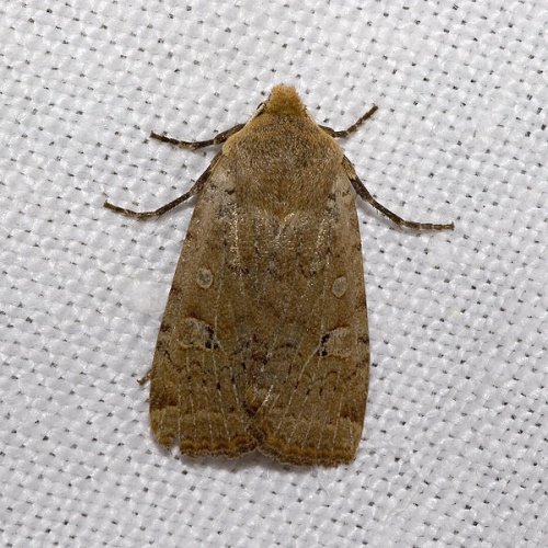 Conistra erythrocephala © picture taken by <a href="https://de.wikipedia.org/wiki/User:olei" class="extiw" title="de:User:olei">Olaf Leillinger</a>