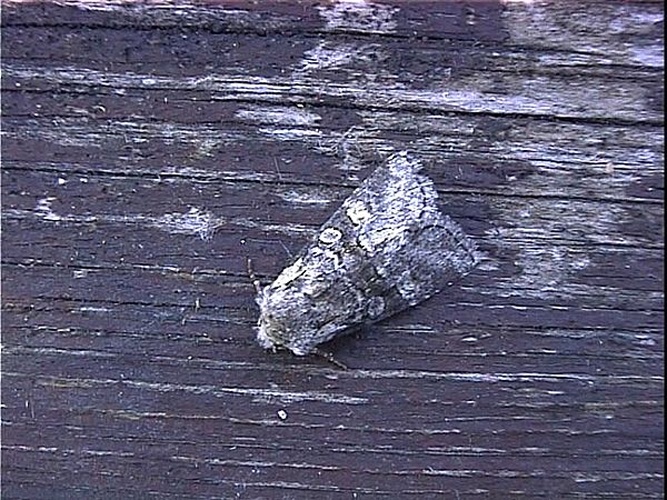 Minor Shoulder-knot &copy; dhobern