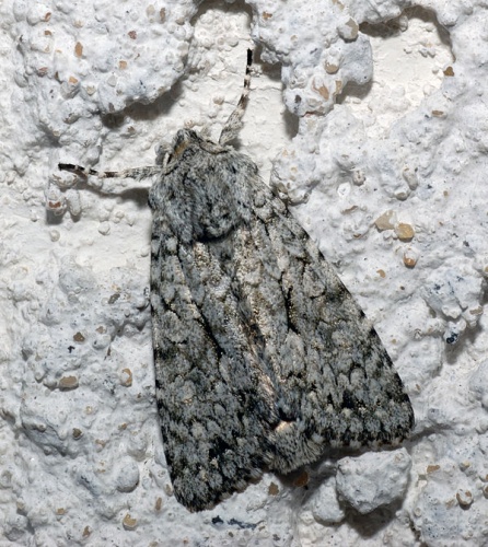 Grey Chi © <p>André Karwath aka <a href="//commons.wikimedia.org/wiki/User:Aka" title="User:Aka">Aka</a>
</p>