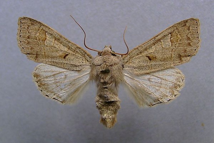 Ammoconia caecimacula © <a href="//commons.wikimedia.org/wiki/User:Dumi" title="User:Dumi">Dumi</a>
