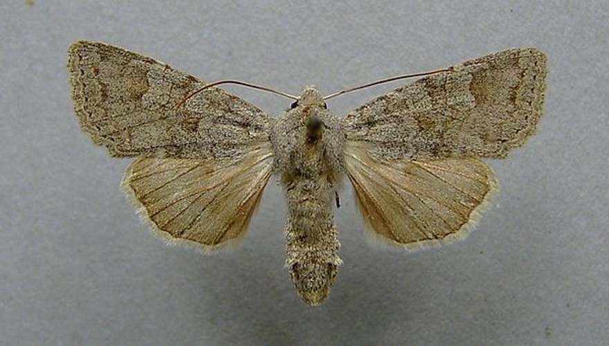 Ammoconia senex &copy; <a href="//commons.wikimedia.org/wiki/User:Dumi" title="User:Dumi">Dumi</a>