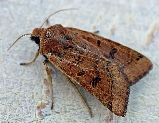 Agrochola lychnidis &copy; 