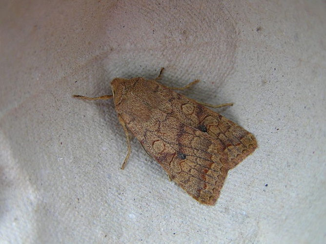 Brick &copy; <a href="//commons.wikimedia.org/wiki/User:Fvlamoen" class="mw-redirect" title="User:Fvlamoen">Fvlamoen</a>