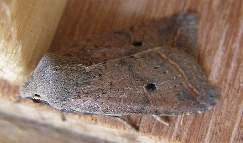 Agrochola lota &copy; <a href="//commons.wikimedia.org/wiki/User:Fvlamoen" class="mw-redirect" title="User:Fvlamoen">Fvlamoen</a>