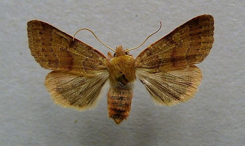 Agrochola helvola &copy; <a href="//commons.wikimedia.org/wiki/User:Dumi" title="User:Dumi">Dumi</a>