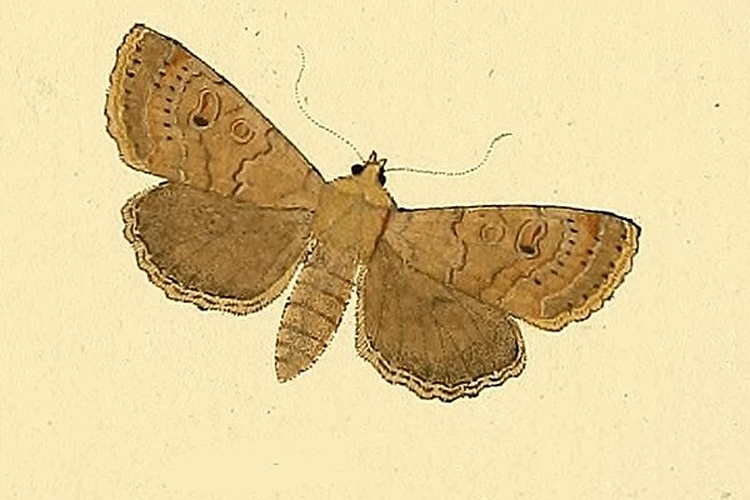 Agrochola laevis &copy; HÜBNER
