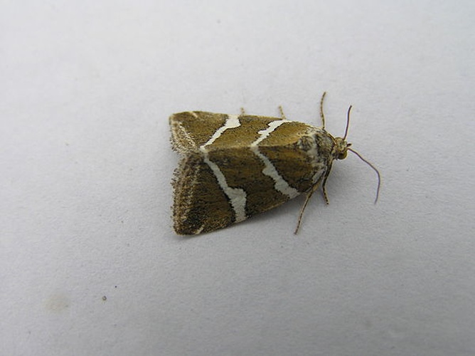 Deltote bankiana &copy; <a href="//commons.wikimedia.org/wiki/User:Fvlamoen" class="mw-redirect" title="User:Fvlamoen">Fvlamoen</a>