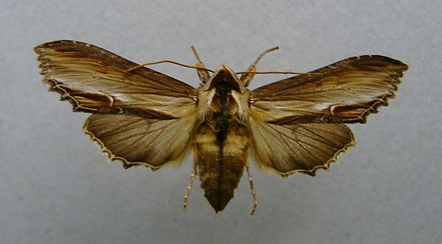 Mullein Moth &copy; <a href="//commons.wikimedia.org/wiki/User:Dumi" title="User:Dumi">Dumi</a>
