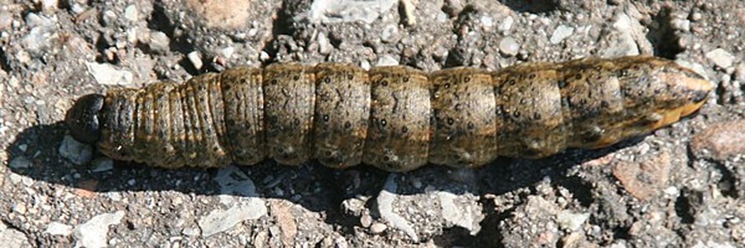 Shark &copy; <a href="//commons.wikimedia.org/wiki/User:Rosenzweig" title="User:Rosenzweig">Rosenzweig</a>