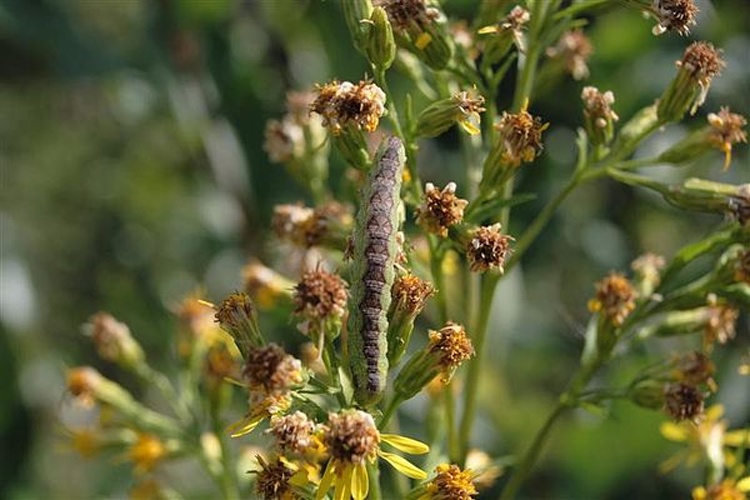 Cucullia gnaphalii © Heikki Hyttinen