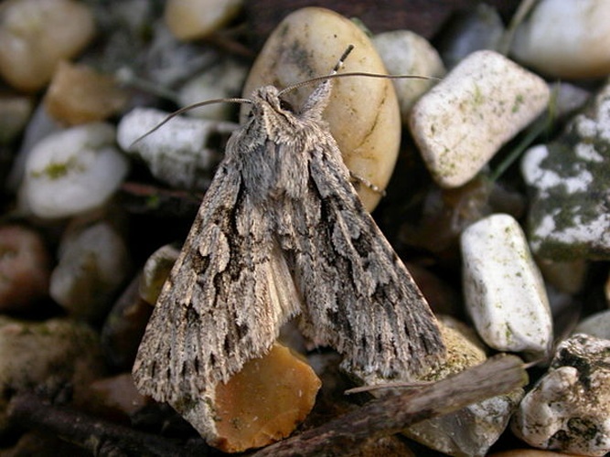 Xylocampa areola &copy; <a rel="nofollow" class="external text" href="https://www.flickr.com/people/25401497@N02">Donald Hobern</a> from Canberra, Australia