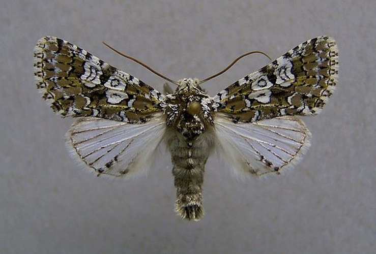 Lamprosticta culta &copy; <a href="//commons.wikimedia.org/wiki/User:Dumi" title="User:Dumi">Dumi</a>