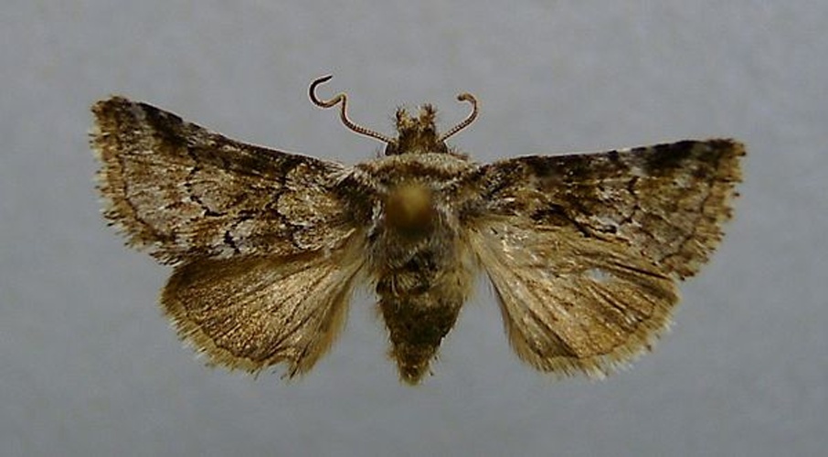 Cleonymia yvanii &copy; <a href="//commons.wikimedia.org/wiki/User:Dumi" title="User:Dumi">Dumi</a>