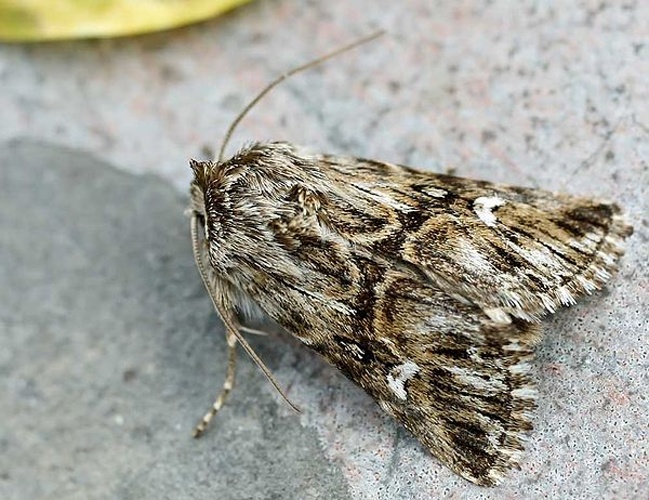 Calophasia lunula &copy; 