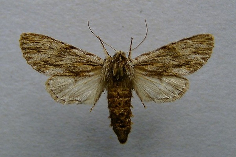 Asteroscopus sphinx &copy; <a href="//commons.wikimedia.org/wiki/User:Dumi" title="User:Dumi">Dumi</a>