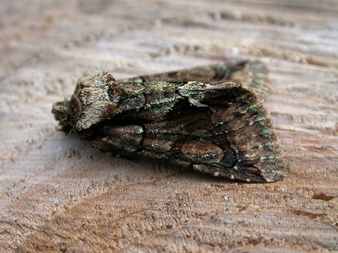 Allophyes oxyacanthae © <a rel="nofollow" class="external text" href="https://www.flickr.com/photos/25401497@N02">Donald Hobern</a>