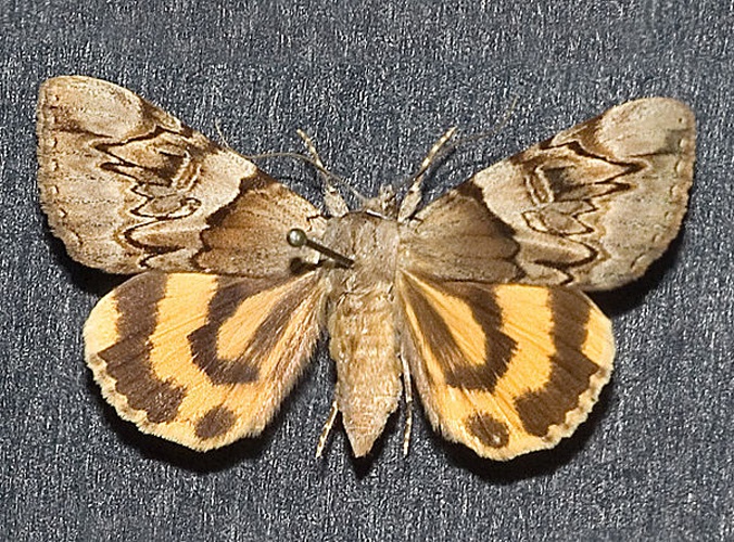 Catocala fulminea © 