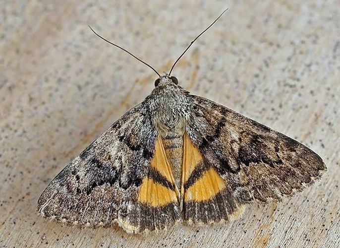 Catocala nymphaea &copy; entomart.be