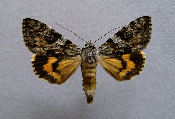 Catocala conversa © <a href="//commons.wikimedia.org/wiki/User:Dumi" title="User:Dumi">Dumi</a>