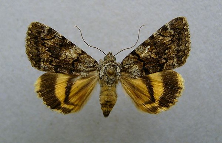 Catocala nymphagoga &copy; <a href="//commons.wikimedia.org/wiki/User:Dumi" title="User:Dumi">Dumi</a>