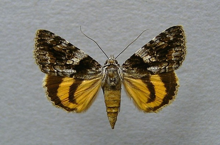 Catocala diversa © <a href="//commons.wikimedia.org/wiki/User:Dumi" title="User:Dumi">Dumi</a>