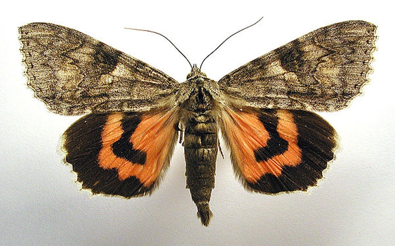 Red Underwing &copy; M. Virtala